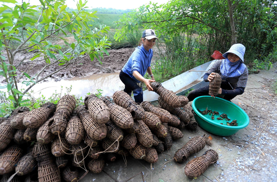 Người dân xã Hồng Tiến bắt cáy bằng loại bẫy đan bằng tre, đặt ở các bãi ven sông. (Ảnh: Thế Duyệt/TTXVN)