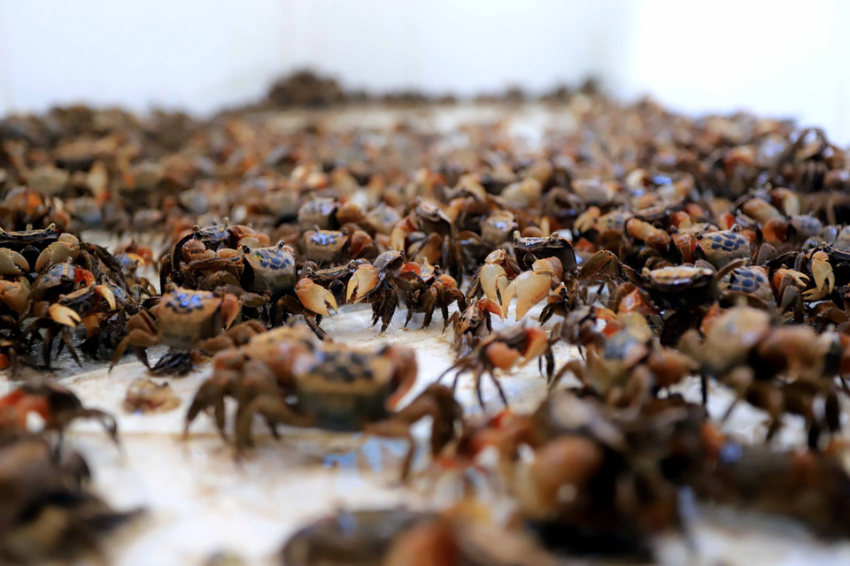 Do sinh sống trong môi trường nước lợ nên cáy Hồng Tiến có vị đặc trưng khác hẳn với cáy ở địa phương khác. (Ảnh: Thế Duyệt/TTXVN)