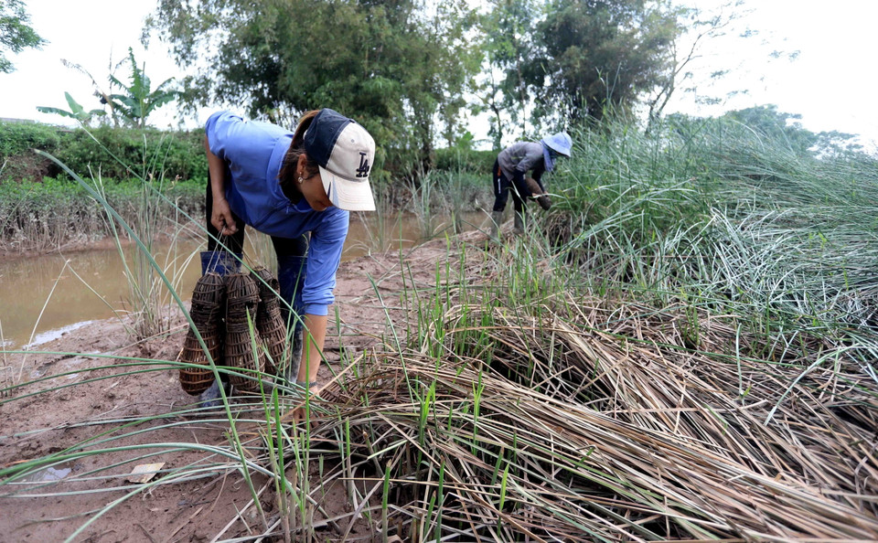 Người dân Hồng Tiến bắt cáy bằng loại bẫy đan bằng tre, đặt ở các bãi ven sông. (Ảnh: Thế Duyệt/TTXVN)