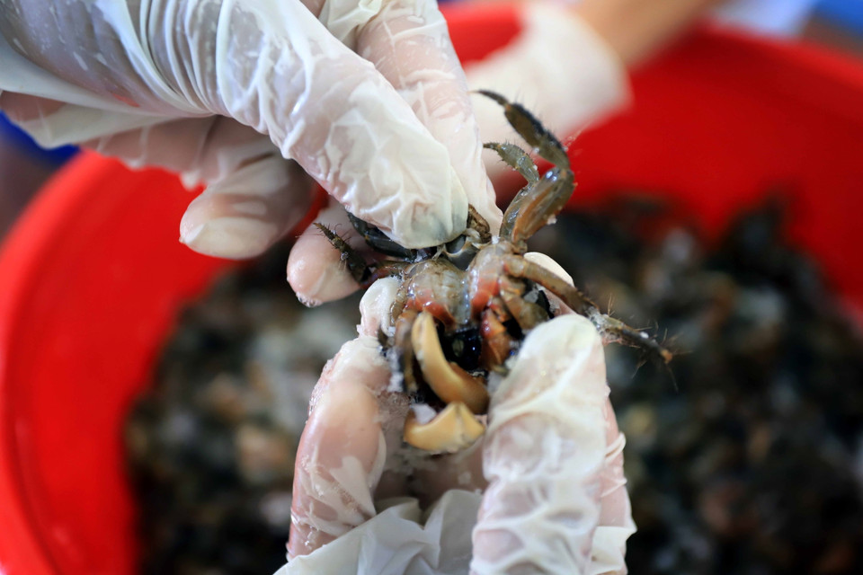 Cáy được làm sạch trước khi đem xay. (Ảnh: Thế Duyệt/TTXVN)