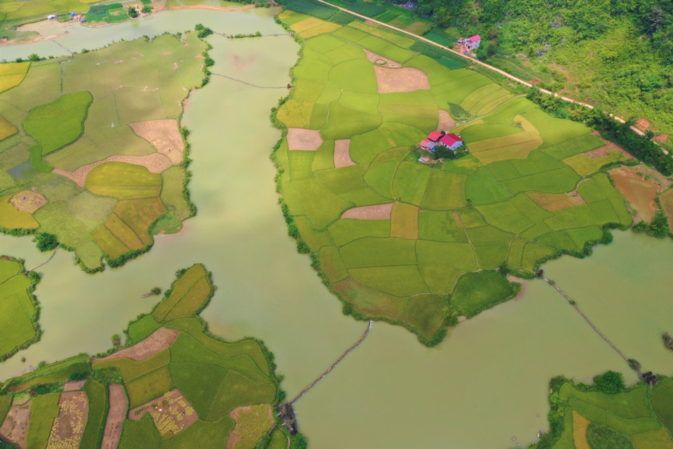 Mùa lúa chín ở xã Ngọc Côn, huyện Trùng Khánh, tỉnh Cao Bằng. (Ảnh: TTXVN phát)