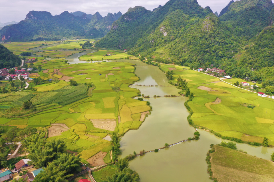 Vào trung tuần tháng 9, tháng 10 hằng năm, những cánh đồng lúa chín càng làm nổi bật cảnh sắc nơi đây, đặc biệt là mùa lúa chín ở huyện Trùng Khánh. (Ảnh: TTXVN phát)