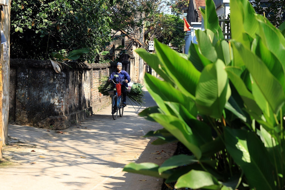 Làng Tràng Cát có truyền thống trồng lá dong hàng trăm năm tuổi. (Ảnh: Phạm Hậu/TTXVN)