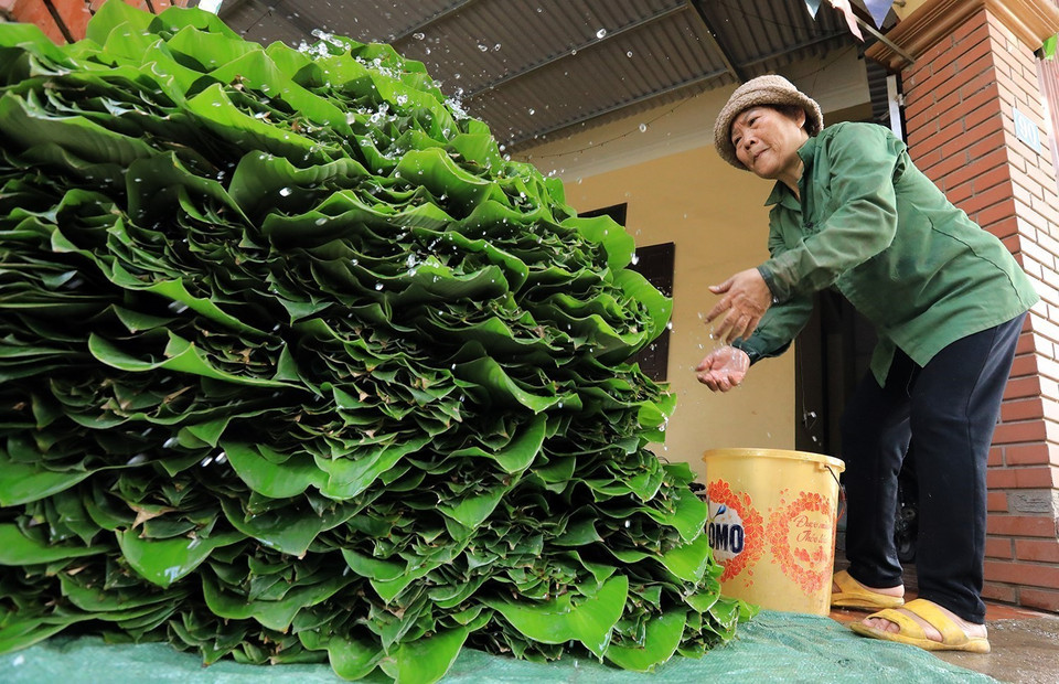 Theo kinh nghiệm dân gian, người dân bảo quản lá dong bằng cách dấp nước, bó lại và dựng đứng ở nơi có độ ẩm cao với phần cuống lá hướng xuống dưới, như thế, lá dong có thể để tươi tới 20 ngày. (Ảnh: Tuấn Anh/TTXVN)