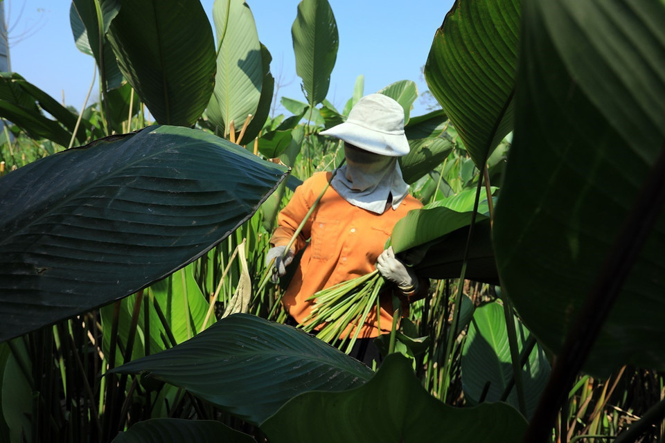 Lá dong không thể thu hoạch sớm quá vì để lâu lá sẽ hỏng, còn thu hoạch muộn quá lại không kịp bán cho thương lái. (Ảnh: Phạm Hậu/TTXVN)