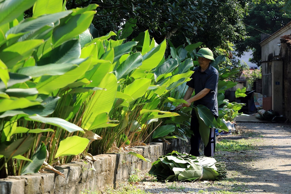 Đến làng Tràng Cát những ngày cận Tết, đâu đâu cũng thấy cảnh người dân thu hoạch lá dong. (Ảnh: Tuấn Anh/TTXVN)