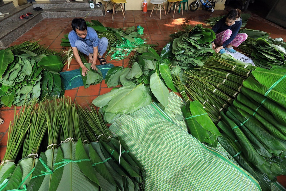 Lá dong thường được sắp 50 tàu/bó để thương lái tiện thu mua. (Ảnh: Phạm Hậu/TTXVN)