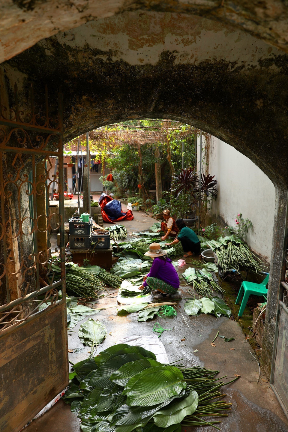 Ngay sau khi thu hoạch, lá dong sẽ được nhấn ngập nước và xếp thành chồng, sau đó được phân loại theo kích thước để thương lái đến thu mua. (Ảnh: Phạm Hậu/TTXVN)