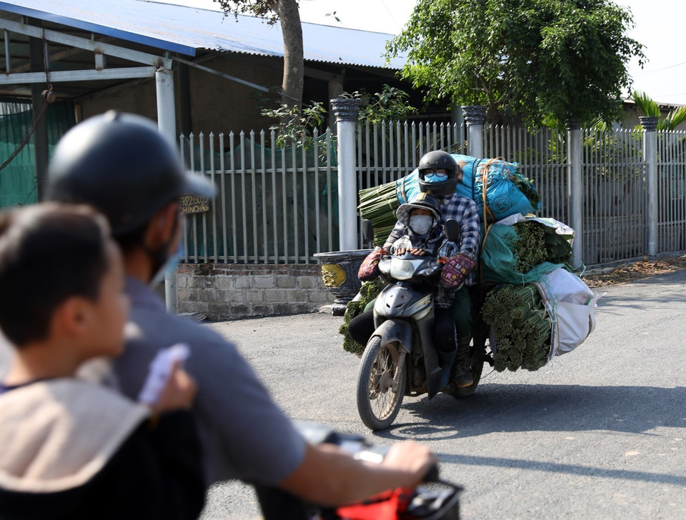Dịp Tết năm nay, lá dong được thu mua tại vườn với giá 80.000-120.000 đồng/100 tàu. Dự kiến cận Tết, giá có thể tăng thêm. (Ảnh: Phạm Hậu/TTXVN)