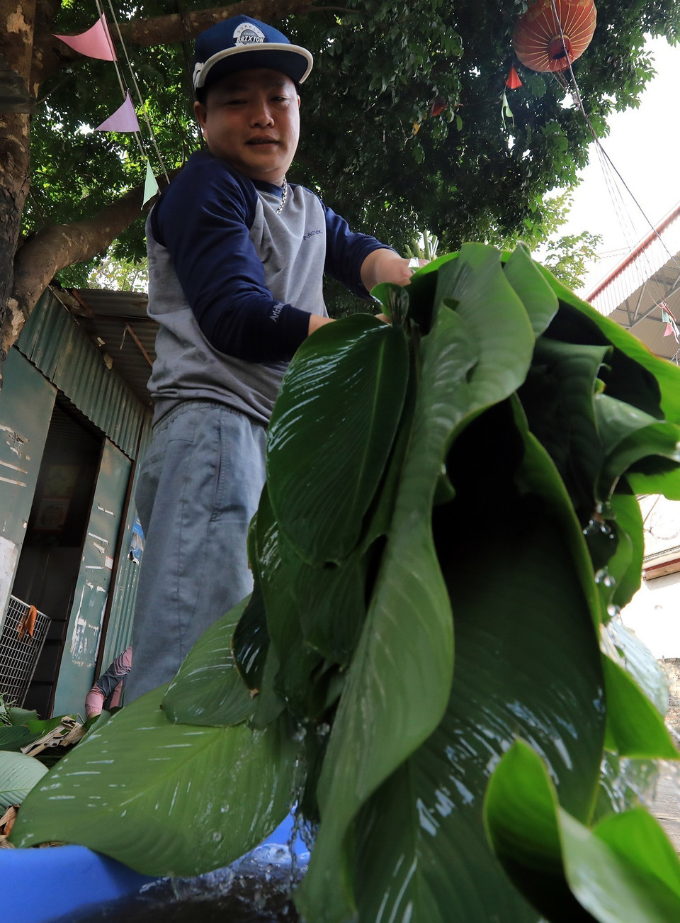 Sau khi cắt lá, người dân rửa sạch rồi đem cất vào nơi râm mát. (Ảnh: Tuấn Anh/TTXVN)