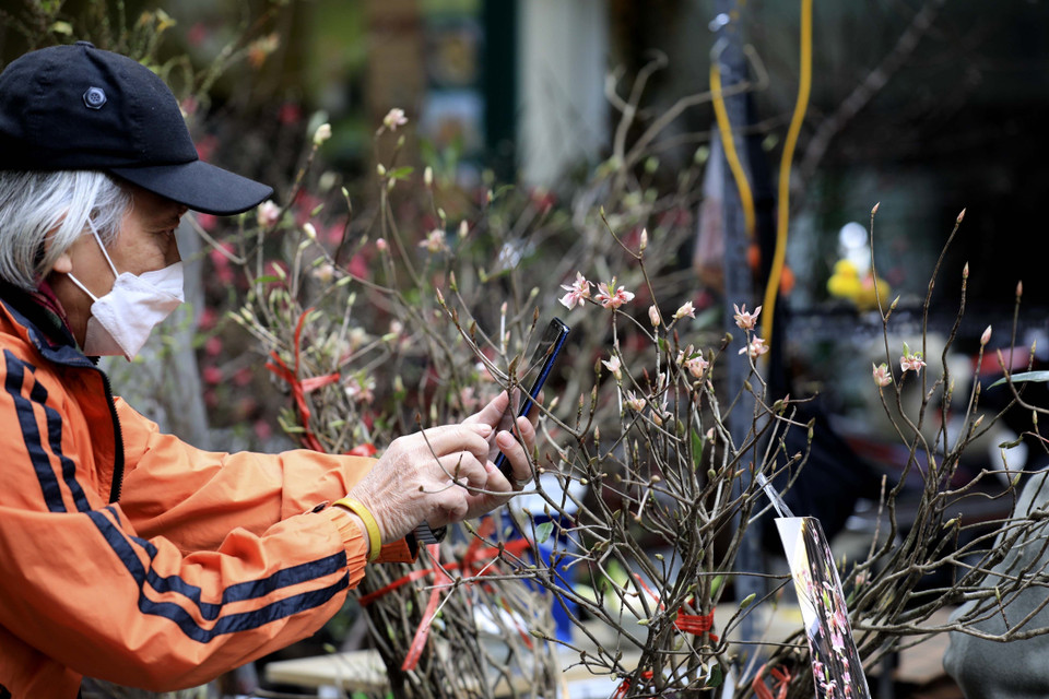 Hoa đào chuông Yên Tử nhận được sự quan tâm của người đi chợ hoa. (Ảnh: Nhật Anh/TTXVN)
