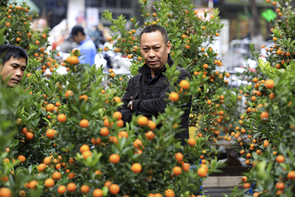 Ngắm và lựa chọn được một cây quất cảnh phù hợp với sở thích. (Ảnh: Nhật Anh/TTXVN)