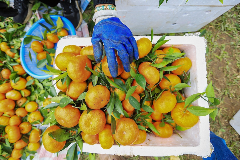 Hiện giá cam lòng vàng bán tại vườn dao động từ 16.000 đến 23.000 đồng/kg tùy từng loại; giá bán lẻ khoảng 30.000 đồng/kg đến 40.000 đồng/kg. (Ảnh: Trọng Đạt/TTXVN)