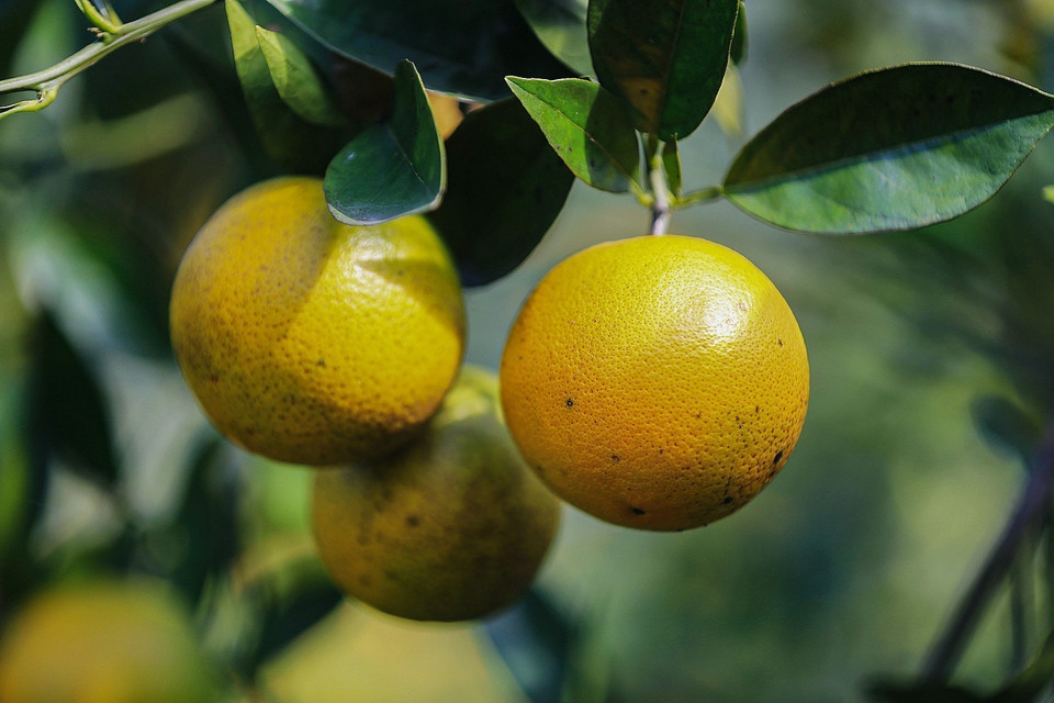 Cam lòng vàng đặc sản của vùng cam Cao Phong (Hòa Bình). (Ảnh: Trọng Đạt/TTXVN)