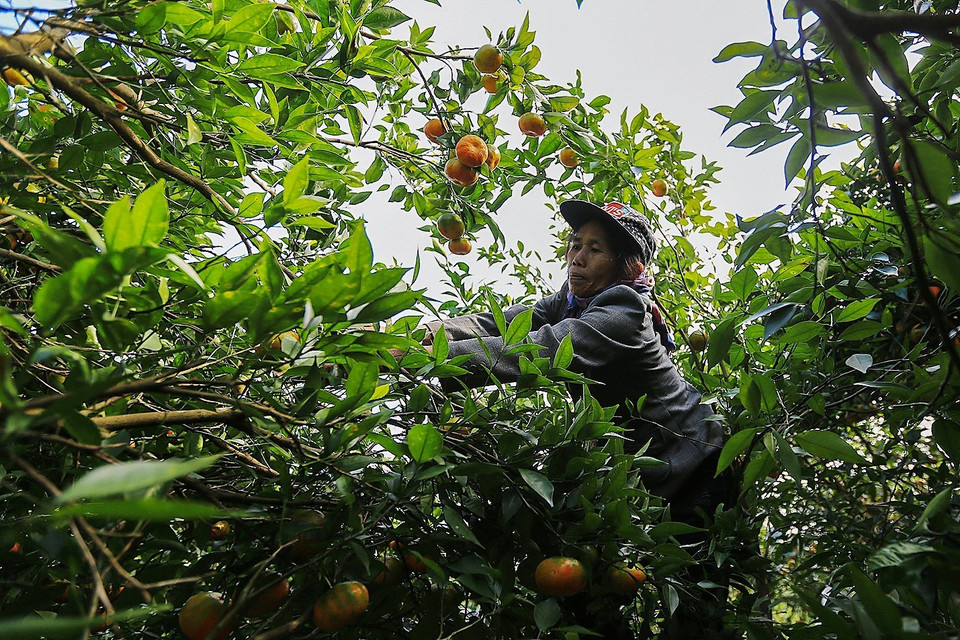 Riêng diện tích cam khoảng 1.500ha, sản lượng ước đạt 18.000 tấn, diện tích cam trồng theo tiêu chuẩn VietGAP 536,77ha. (Ảnh: Trọng Đạt/TTXVN)