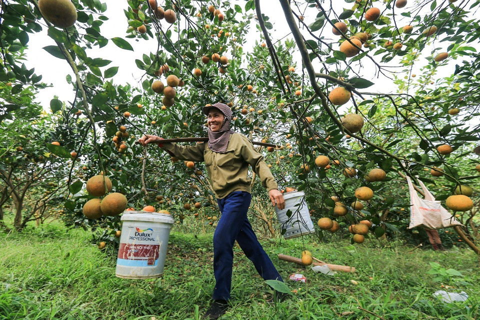 Huyện Cao Phong (Hòa Bình) hiện có trên 1.740ha cây ăn quả có múi, sản lượng niên vụ 2022-2023 ước đạt 22.000 tấn. (Ảnh: Trọng Đạt/TTXVN)