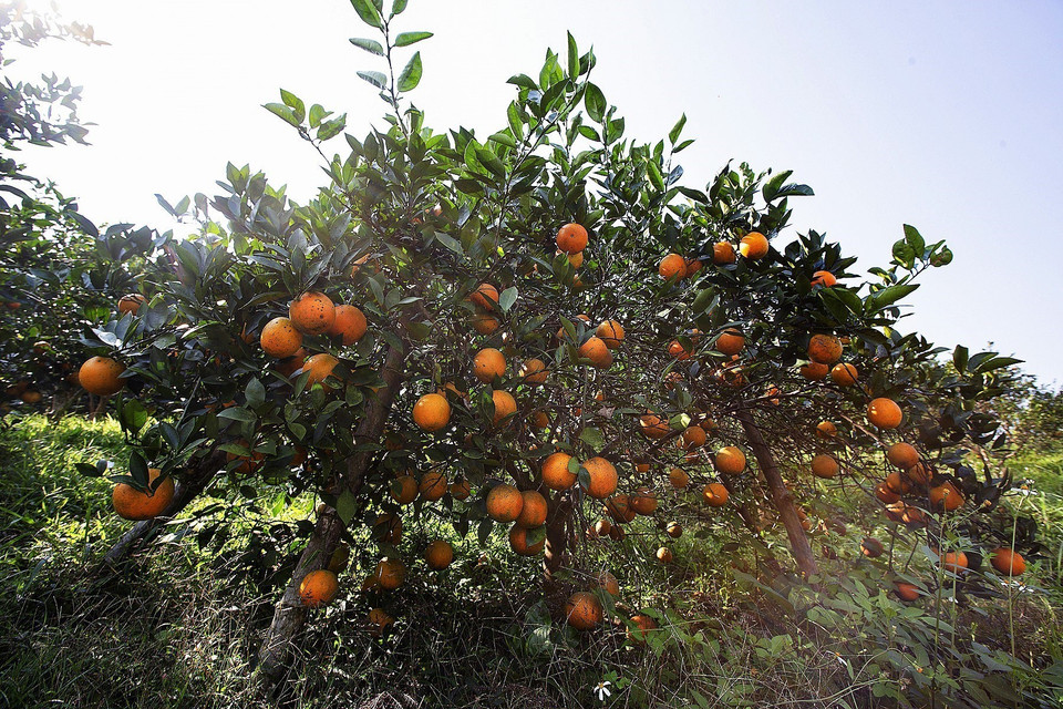 Những cây cam Cao Phong trĩu quả trong niên vụ cam năm 2022-2023. (Ảnh: Trọng Đạt/TTXVN)