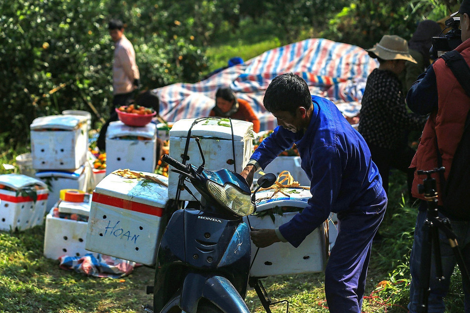 Nông dân huyện Cao Phong đóng thùng cam vận chuyển đi tiêu thụ. (Ảnh: Trọng Đạt/TTXVN)