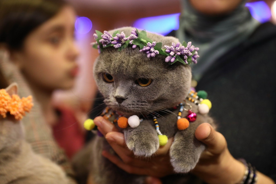 Các cô nàng mèo tham gia cuộc thi sắc đẹp tại Ankara, Thổ Nhĩ Kỳ ngày 15/10. (Ảnh: THX/TTXVN)