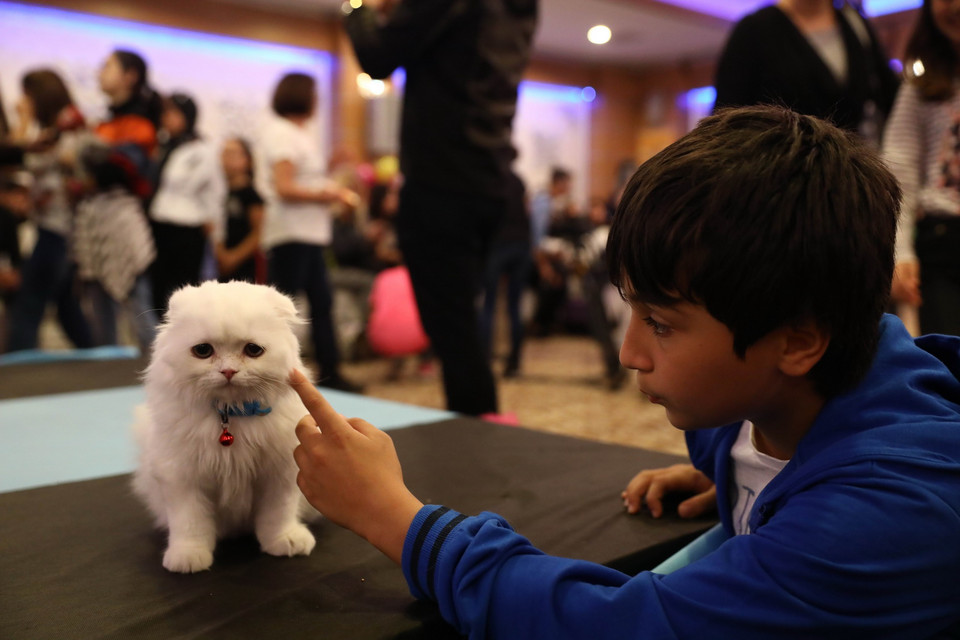 Các cô nàng mèo tham gia cuộc thi sắc đẹp tại Ankara, Thổ Nhĩ Kỳ ngày 15/10. (Ảnh: THX/TTXVN)