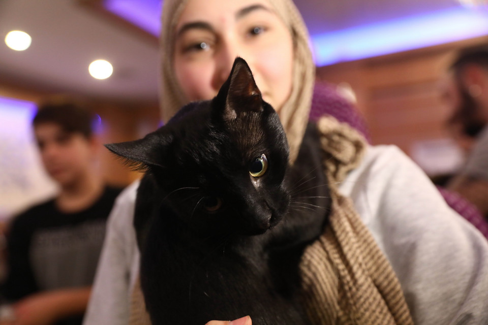 Các cô nàng mèo tham gia cuộc thi sắc đẹp tại Ankara, Thổ Nhĩ Kỳ ngày 15/10. (Ảnh: THX/TTXVN)