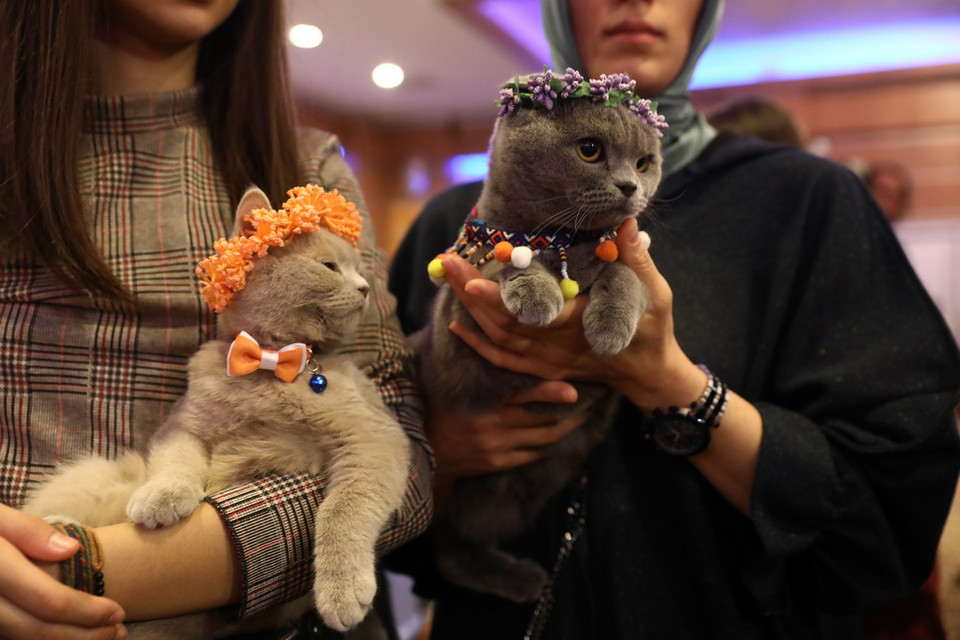 Sự kiện này được xem là một buổi họp mặt thú vị dành cho những người yêu mèo trên khắp Thổ Nhĩ Kỳ. (Ảnh: THX/TTXVN)