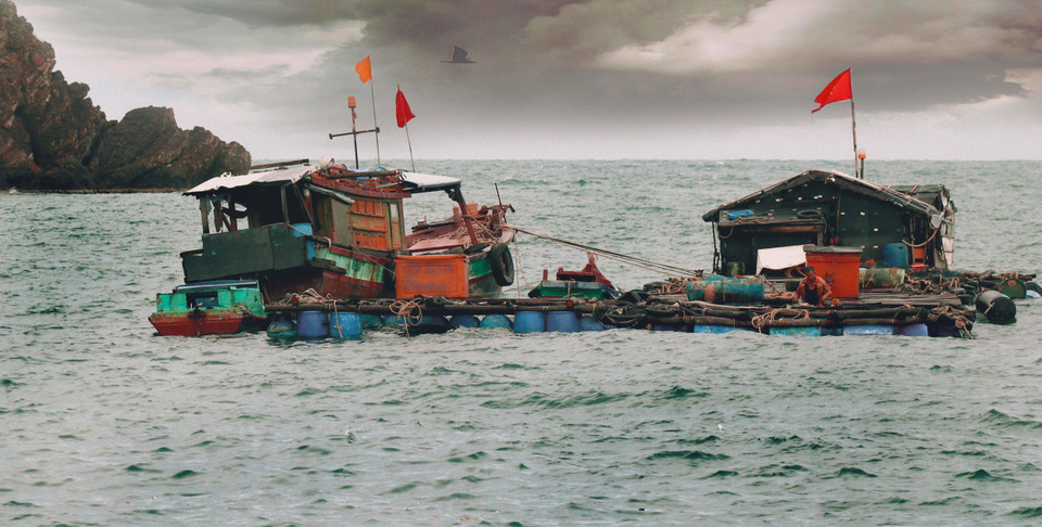 Người dân trên đảo phát triển mô hình nuôi cá bớp lồng bè cho hiệu quả kinh tế cao. (Ảnh: Huỳnh Anh/TTXVN)
