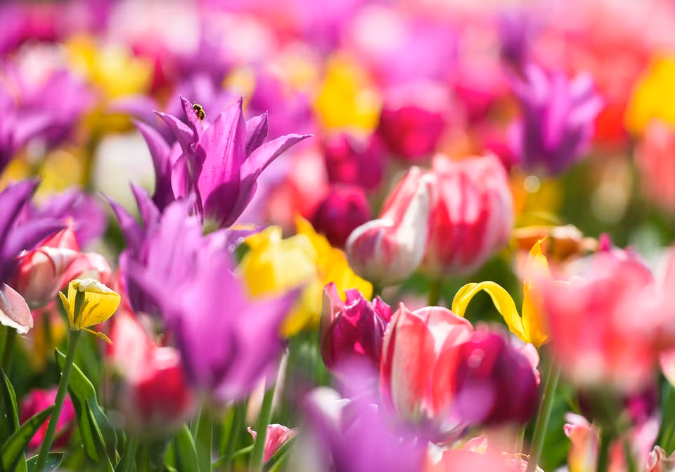 Hơn 100.000 bông hoa tulip đua nhau khoe sắc tại Lễ hội hoa tulip Messer Tulipano ở công viên Pralormo Castle, gần thành phố Turin của Italy. Lễ hội hoa tulip, diễn ra từ 1/4 đến 1/5, giúp du khách có những giây phút chiêm ngưỡng và thưởng thức vẻ đẹp quyến rũ của loài hoa đa sắc màu này. (Nguồn: THX/TTXVN)