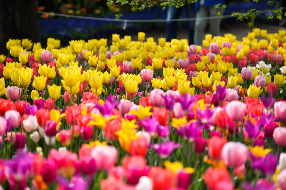 Hơn 100.000 bông hoa tulip đua nhau khoe sắc tại Lễ hội hoa tulip Messer Tulipano ở công viên Pralormo Castle, gần thành phố Turin của Italy. Lễ hội hoa tulip, diễn ra từ 1/4 đến 1/5, giúp du khách có những giây phút chiêm ngưỡng và thưởng thức vẻ đẹp quyến rũ của loài hoa đa sắc màu này. (Nguồn: THX/TTXVN)