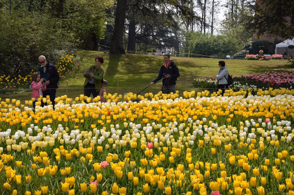 Lễ hội hoa tulip tại Italy cuốn hút du khách. (Nguồn: THX/TTXVN)