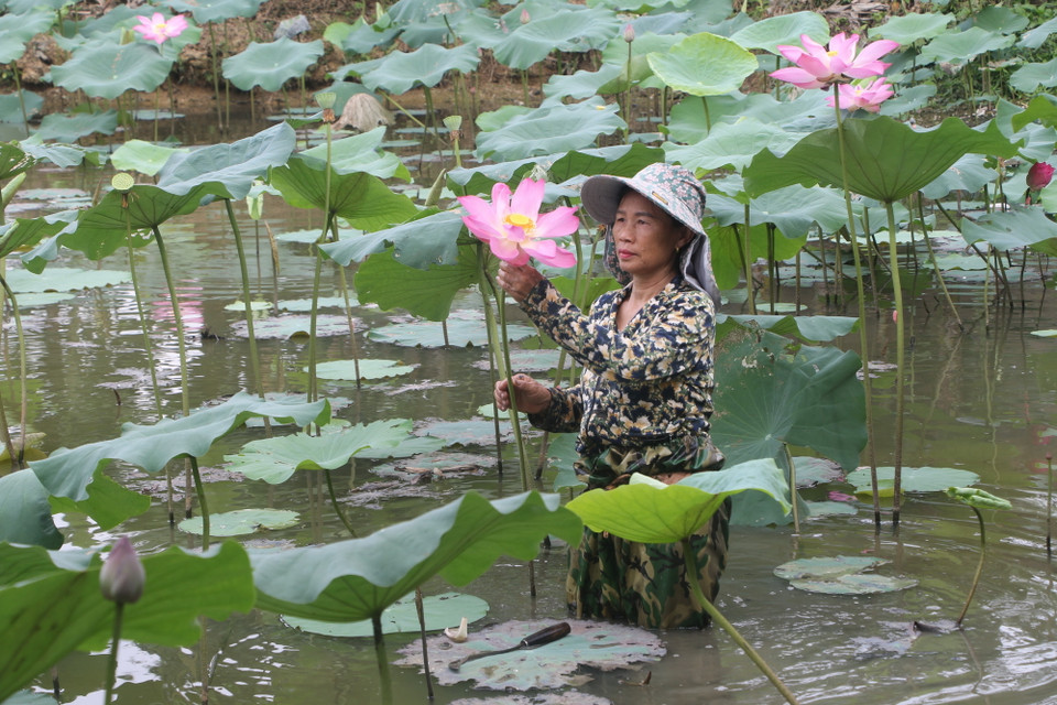Thời điểm này, nông dân trên địa bàn huyện Nam Đàn tất bật vào mùa thu hoạch hoa sen, phục vụ du khách về thăm quê Bác. (Ảnh: Bích Huệ/TTXVN)