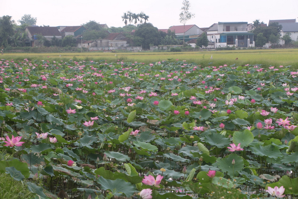 Những đầm sen ngát hương thơm trên quê hương Bác tạo thành điểm nhấn du lịch. (Ảnh: Bích Huệ/TTXVN)