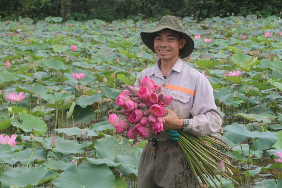 Thời điểm này, nông dân trên địa bàn huyện Nam Đàn tất bật vào mùa thu hoạch hoa sen, phục vụ du khách về thăm quê Bác. (Ảnh: Bích Huệ/TTXVN)
