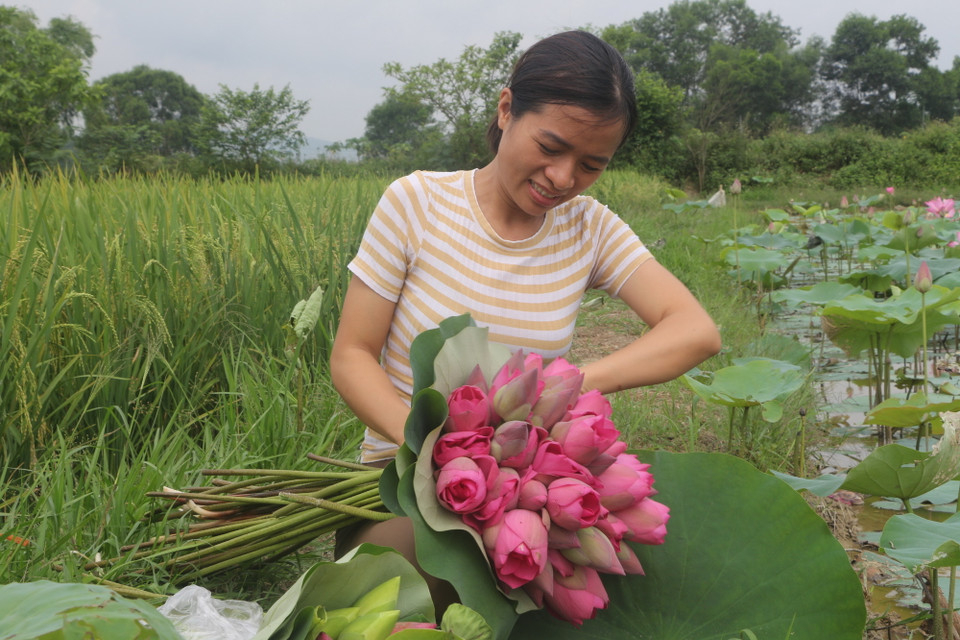 Không chỉ bán hoa sen, đài sen, hạt sen, các bộ phận khác của cây sen như tâm, nhụy, lá, ngó, củ sen cũng có thể bán được, đem lại thu nhập cao cho nông dân. (Ảnh: Bích Huệ/TTXVN)