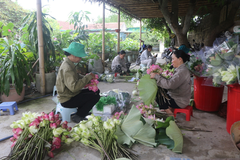Không chỉ bán hoa sen, đài sen, hạt sen, các bộ phận khác của cây sen như tâm, nhụy, lá, ngó, củ sen cũng có thể bán được, đem lại thu nhập cao cho nông dân. (Ảnh: Bích Huệ/TTXVN)