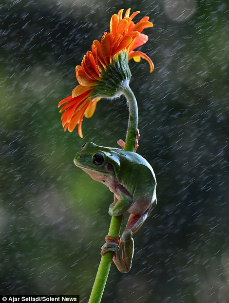 'Tôi không thể bỏ qua những khoảnh khắc tuyệt vời như vậy' - Ajar chia sẻ.