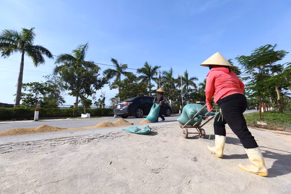 Người dân xã Cẩm Quan mang thóc ra phơi khi trời đã nắng ráo (ảnh chụp sáng 23/10). (Ảnh: Minh Quyết/TTXVN)