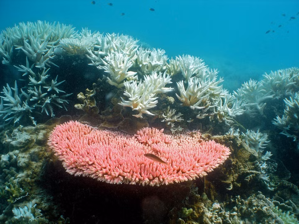 Rạn san hô Great Barrier Reef của Australia bị xuống cấp kể từ năm 2009 do hậu quả của các cơn lốc xoáy, lũ lụt, ô nhiễm. UNESCO nhấn mạnh rằng các rạn san hô tại Australia có thể bị liệt vào danh sách những di sản thiên nhiên thế giới bên bờ vực nguy hiểm, nếu Chính phủ nước này không kịp thời bổ sung các biện pháp nhằm tăng cường bảo vệ. (Ảnh: AFP/TTXVN)