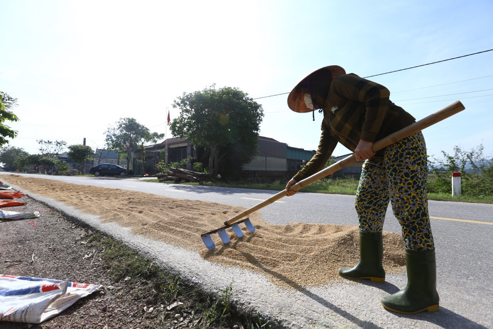 Người dân xã Cẩm Quan mang thóc ra phơi khi trời đã nắng ráo (ảnh chụp sáng 23/10). (Ảnh: Minh Quyết/TTXVN)