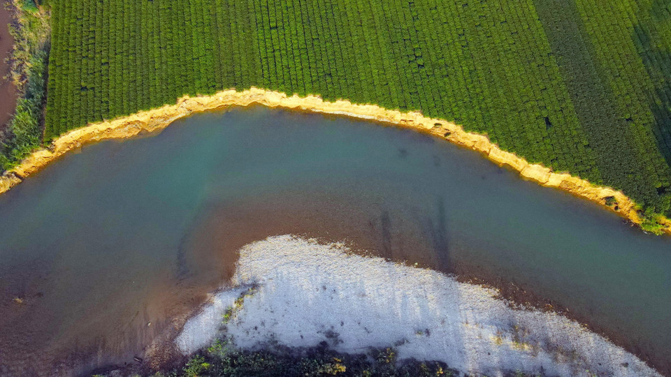 Khu vực xảy ra sạt lở là vùng đất chuyên canh trồng chè của người dân địa phương.. (Ảnh: Hữu Quyết/TTXVN)