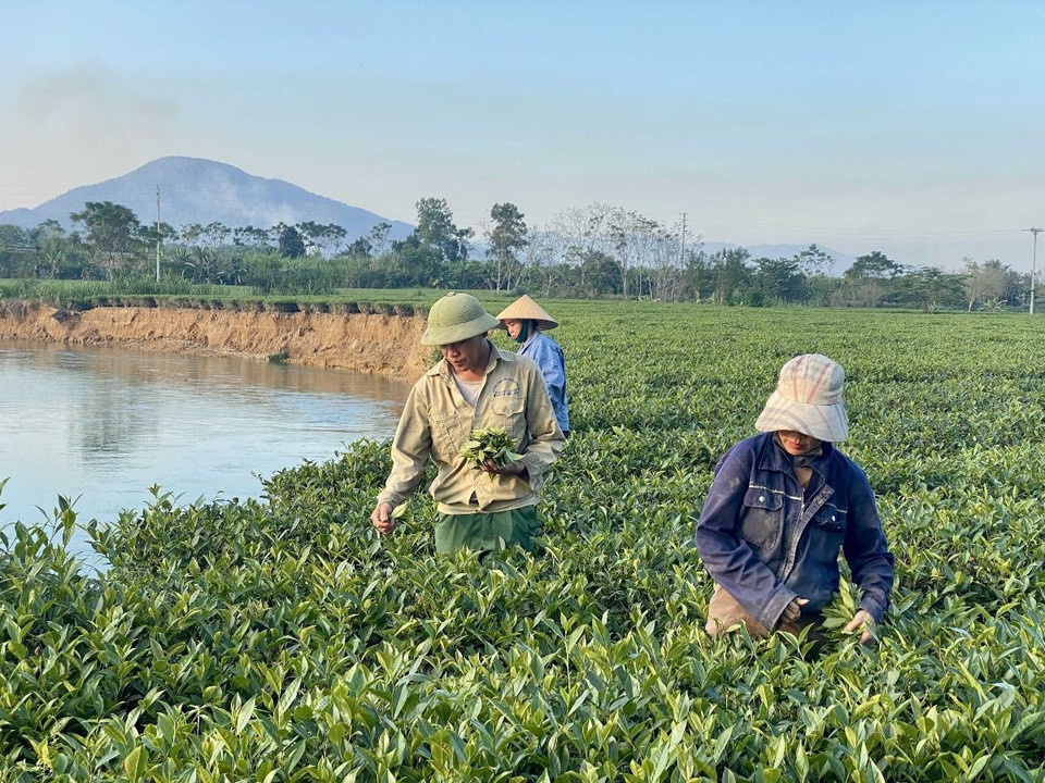 Người dân thôn Tiền Phong (xã Sơn Kim 2) thu hái chè tại khu vực bị sạt lở cạnh bờ sông Ngàn Phố. ﻿(Ảnh: Hữu Quyết/TTXVN)