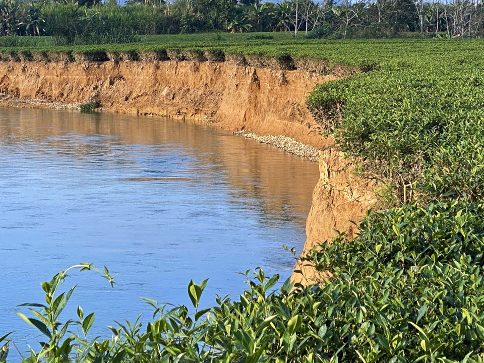 Theo thống kê của cơ quan chức năng, diện tích chè đã bị cuốn trôi xuống sông ước tính khoảng 6ha. (Ảnh: Hữu Quyết/TTXVN)