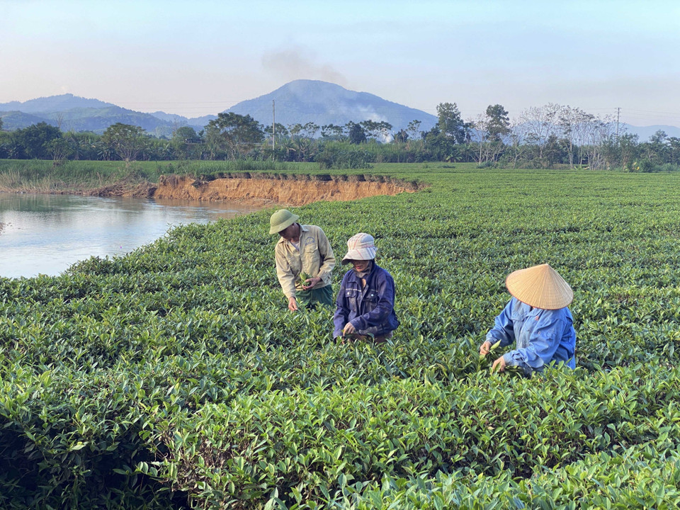 Người dân thôn Tiền Phong (xã Sơn Kim 2) thu hái chè tại khu vực bị sạt lở cạnh bờ sông Ngàn Phố. (Ảnh: Hữu Quyết/TTXVN)