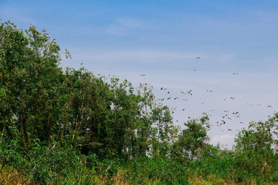  Ngoài ra, trung tâm còn thực hiện đề án Quản lý, bảo vệ và phát triển vườn chim và đã được nghiệm thu đề tài tại Sở Khoa học và Công nghệ tỉnh Hậu Giang. (Ảnh: Hồng Thái/TTXVN)