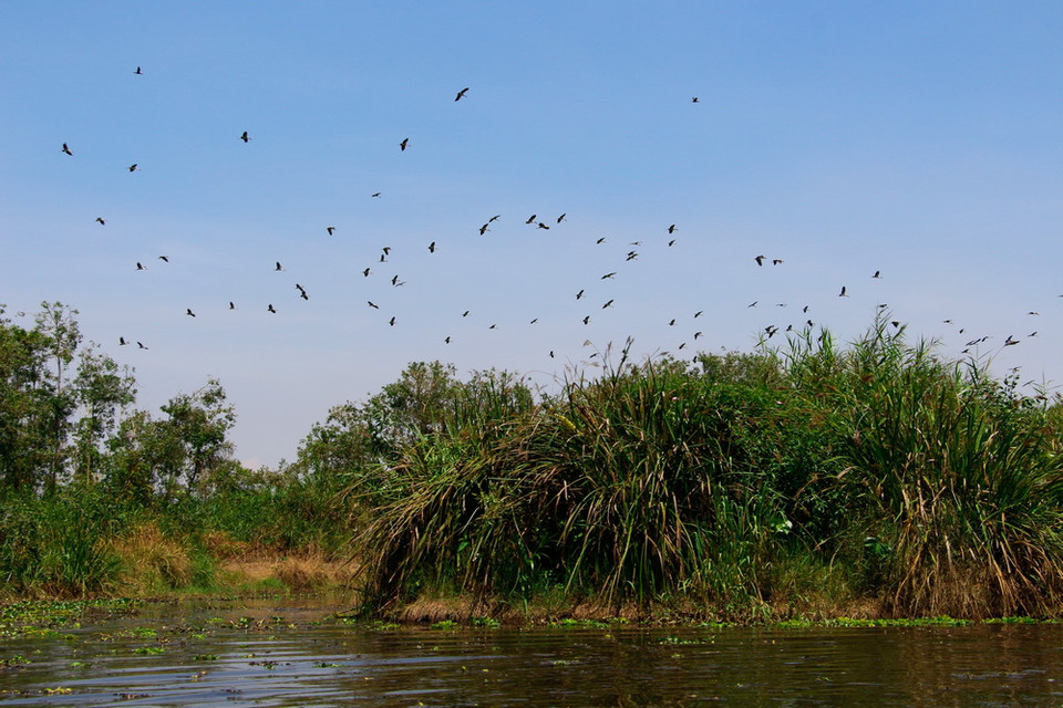 Trung tâm nông nghiệp Mùa Xuân đang bảo vệ tốt 130 ha khu vườn chim, trồng phục hồi và trồng bổ sung thêm 6ha tràm, 965 bụi tre các loại nhằm tạo nơi cư trú cho chim. (Ảnh: Hồng Thái/TTXVN)