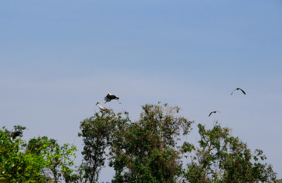 Các cá thể chim tại Trung tâm nông nghiệp Mùa Xuân phát triển thêm hàng ngàn cá thể. (Ảnh: Hồng Thái/TTXVN)