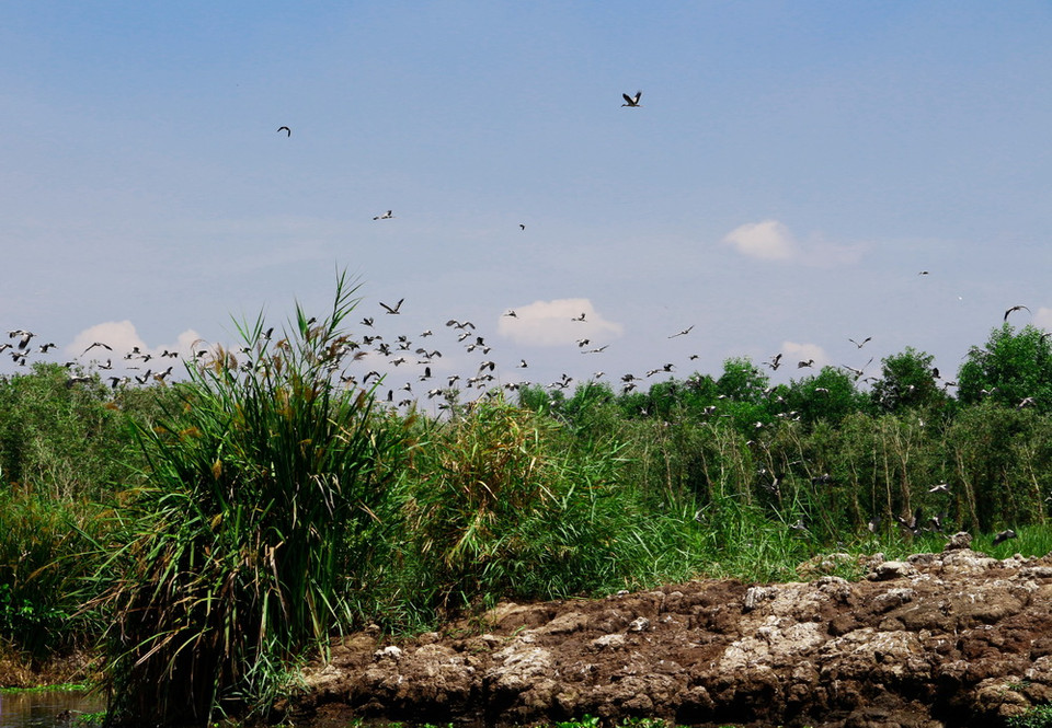 Các cá thể chim tại Trung tâm nông nghiệp Mùa Xuân phát triển thêm hàng ngàn cá thể. (Ảnh: Hồng Thái/TTXVN)