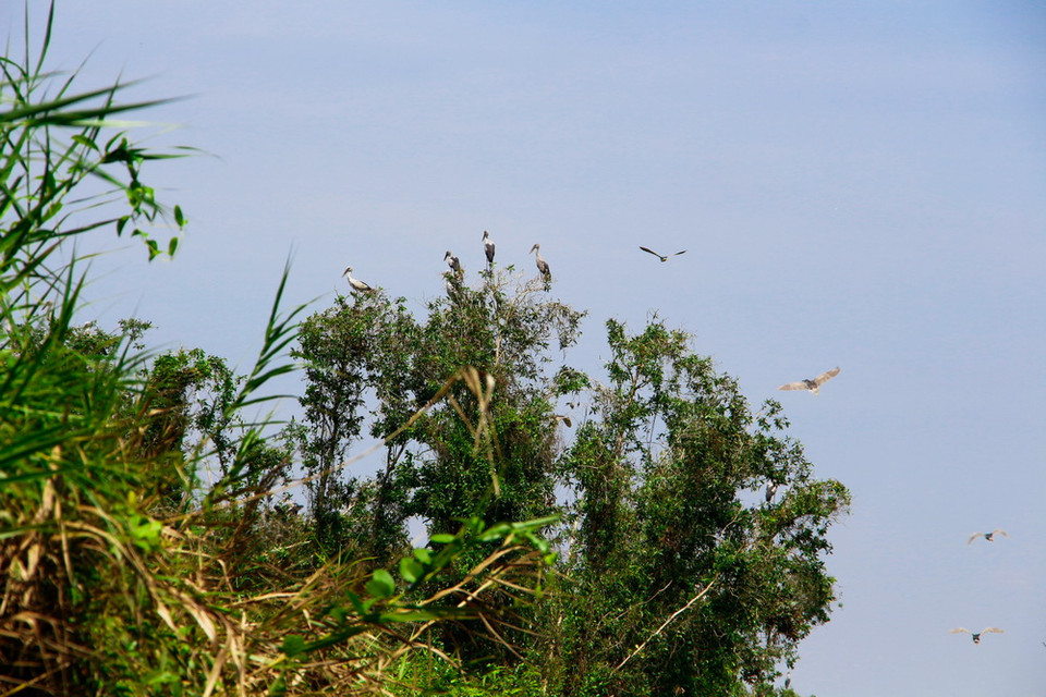 Theo khảo sát của trường Đại học Cần Thơ, hiện nay tại Trung tâm nông nghiệp Mùa Xuân (huyện Phụng Hiệp, Hậu Giang) có trên 65 loài chim, với khoảng 15.000-20.000 cá thể, tăng khoảng 5.000 cá thể so với năm 2016. (Ảnh: Hồng Thái/TTXVN)