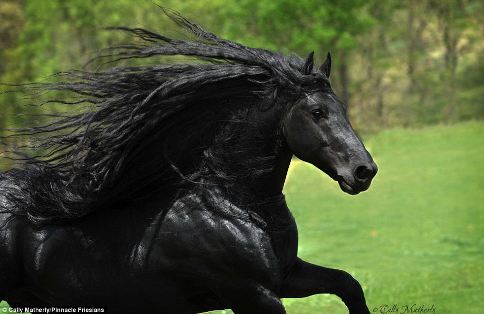 Frederik thuộc giống ngựa Friesian. (Nguồn: Daily Mail)
