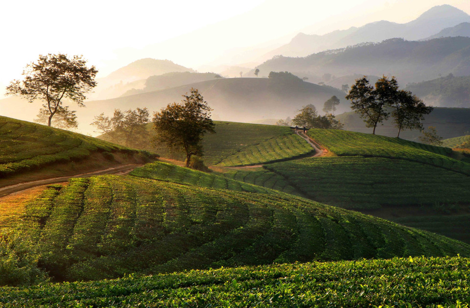 Khoảng 6 giờ 30, Mặt Trời đã vượt đỉnh núi và trải ánh nắng vàng cuối Thu rực rỡ lên các đồi chè Long Cốc. (Ảnh: Trung Kiên/TTXVN)